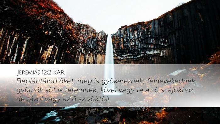 Jeremiás 12:2 KAR Bible Verse Image