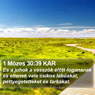 1 Mózes 30:39 KAR Bible Verse Image
