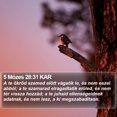 5 Mózes 28:31 KAR Bible Verse Image
