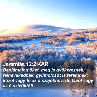 Jeremiás 12:2 KAR Bible Verse Image