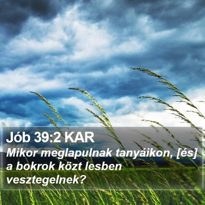 Jób 39:2 KAR Bible Verse Image