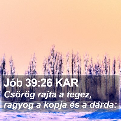 Jób 39:26 KAR Bible Verse Image
