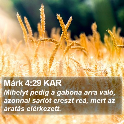 Márk 4:29 KAR Bible Verse Image