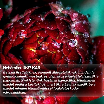 Nehémiás 10:37 KAR Bible Verse Image