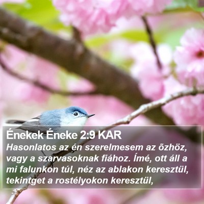 Énekek Éneke 2:9 KAR Bible Verse Image