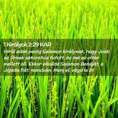 Picture 02 - 1 Királyok 2:29 KAR - Hírül adák pedig Salamon királynak, hogy - Bible Verse Picture