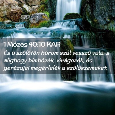 Picture 02 - 1 Mózes 40:10 KAR - És a szõlõtõn három szál vesszõ vala, s - Bible Verse Picture