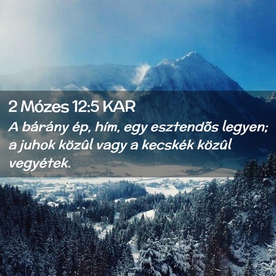 Picture 02 - 2 Mózes 12:5 KAR - A bárány ép, hím, egy esztendõs legyen; a - Bible Verse Picture