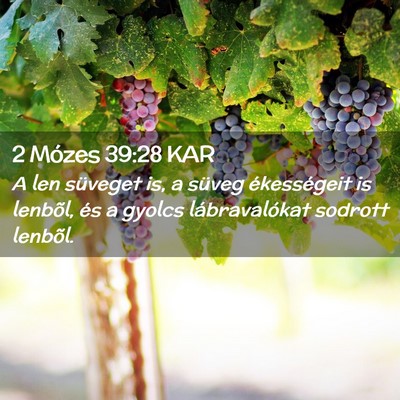 Picture 02 - 2 Mózes 39:28 KAR - A len süveget is, a süveg ékességeit is - Bible Verse Picture