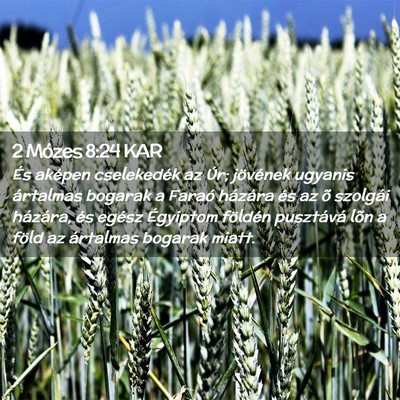 Picture 02 - 2 Mózes 8:24 KAR - És aképen cselekedék az Úr; jövének ugyanis - Bible Verse Picture