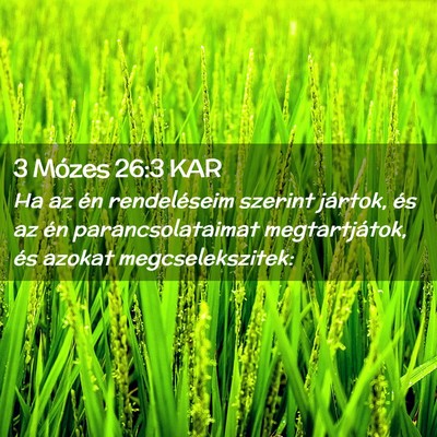 Picture 02 - 3 Mózes 26:3 KAR - Ha az én rendeléseim szerint jártok, és az - Bible Verse Picture
