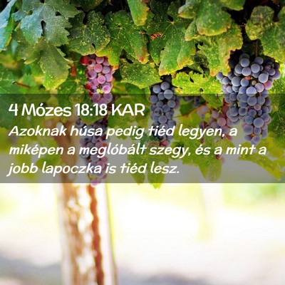 Picture 02 - 4 Mózes 18:18 KAR - Azoknak húsa pedig tiéd legyen, a miképen a - Bible Verse Picture