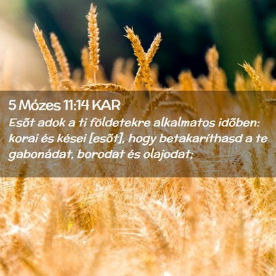 Picture 02 - 5 Mózes 11:14 KAR - Esõt adok a ti földetekre alkalmatos idõben: - Bible Verse Picture