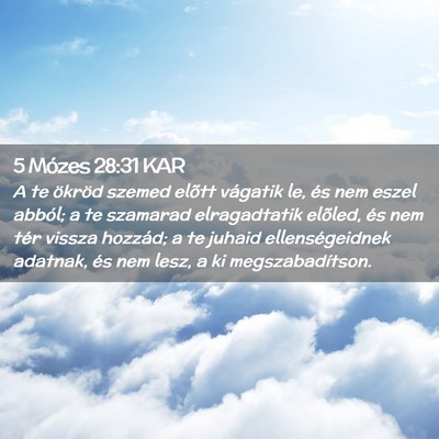 Picture 02 - 5 Mózes 28:31 KAR - A te ökröd szemed elõtt vágatik le, és nem - Bible Verse Picture