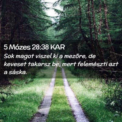 Picture 02 - 5 Mózes 28:38 KAR - Sok magot viszel ki a mezõre, de keveset takarsz - Bible Verse Picture