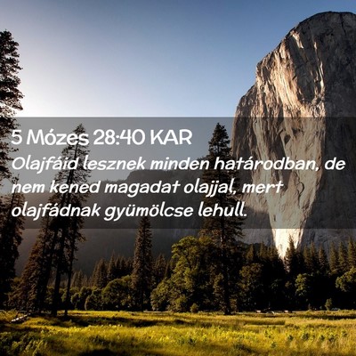 Picture 02 - 5 Mózes 28:40 KAR - Olajfáid lesznek minden határodban, de nem - Bible Verse Picture