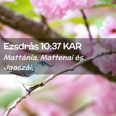 Picture 02 - Ezsdrás 10:37 KAR - Mattánia, Mattenai és - Bible Verse Picture