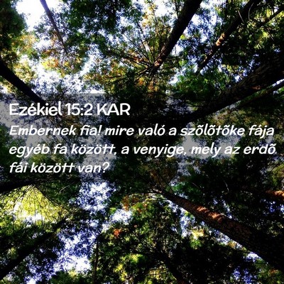 Picture 02 - Ezékiel 15:2 KAR - Embernek fia! mire való a szõlõtõke fája - Bible Verse Picture