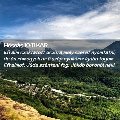 Picture 02 - Hóseás 10:11 KAR - Efraim szoktatott üszõ, a mely szeret - Bible Verse Picture