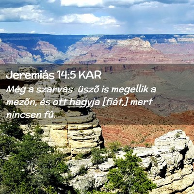 Picture 02 - Jeremiás 14:5 KAR - Még a szarvas-üszõ is megellik a mezõn, és - Bible Verse Picture