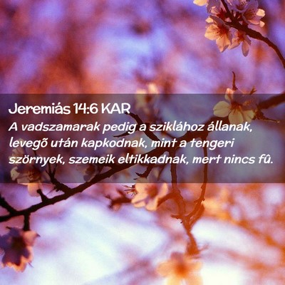 Picture 02 - Jeremiás 14:6 KAR - A vadszamarak pedig a sziklához állanak, - Bible Verse Picture
