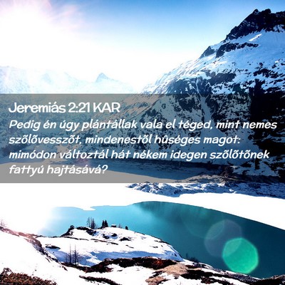 Picture 02 - Jeremiás 2:21 KAR - Pedig én úgy plántállak vala el téged, mint - Bible Verse Picture