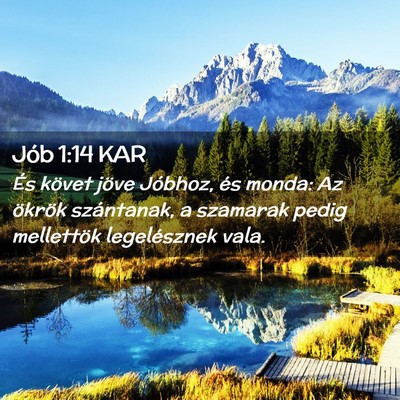 Picture 02 - Jób 1:14 KAR - És követ jöve Jóbhoz, és monda: Az ökrök - Bible Verse Picture