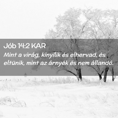Picture 02 - Jób 14:2 KAR - Mint a virág, kinyílik és elhervad, és - Bible Verse Picture