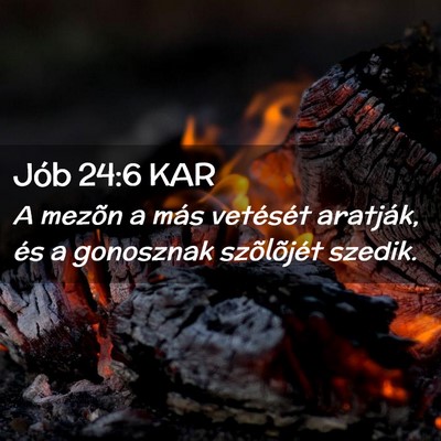 Picture 02 - Jób 24:6 KAR - A mezõn a más vetését aratják, és a - Bible Verse Picture