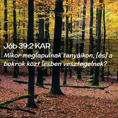 Picture 02 - Jób 39:2 KAR - Mikor meglapulnak tanyáikon, [és] a bokrok - Bible Verse Picture