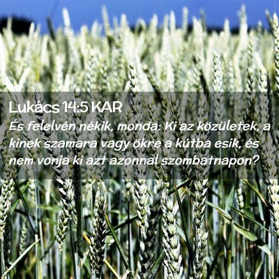 Picture 02 - Lukács 14:5 KAR - És felelvén nékik, monda: Ki az közületek, a - Bible Verse Picture