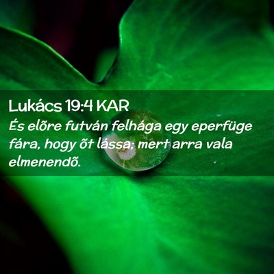 Picture 02 - Lukács 19:4 KAR - És elõre futván felhága egy eperfüge fára, - Bible Verse Picture