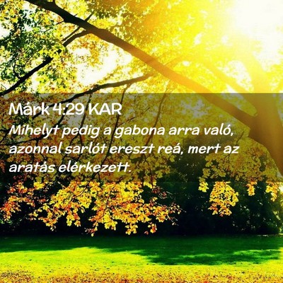 Picture 02 - Márk 4:29 KAR - Mihelyt pedig a gabona arra való, azonnal - Bible Verse Picture