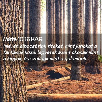 Picture 02 - Máté 10:16 KAR - Ímé, én elbocsátlak titeket, mint juhokat a - Bible Verse Picture