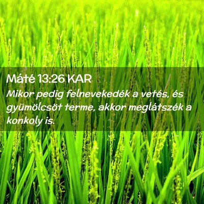 Picture 02 - Máté 13:26 KAR - Mikor pedig felnevekedék a vetés, és - Bible Verse Picture