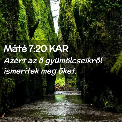 Picture 02 - Máté 7:20 KAR - Azért az õ gyümölcseikrõl ismeritek meg - Bible Verse Picture