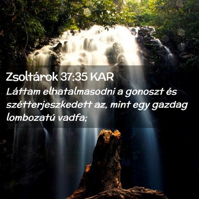 Picture 02 - Zsoltárok 37:35 KAR - Láttam elhatalmasodni a gonoszt és - Bible Verse Picture