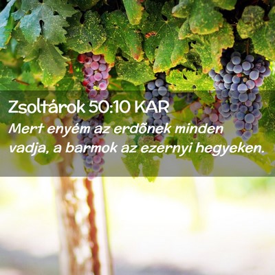 Picture 02 - Zsoltárok 50:10 KAR - Mert enyém az erdõnek minden vadja, a barmok az - Bible Verse Picture