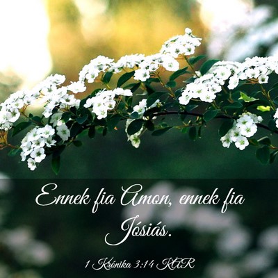 Picture 03 - 1 Krónika 3:14 KAR - Ennek fia Amon, ennek fia - Bible Verse Picture
