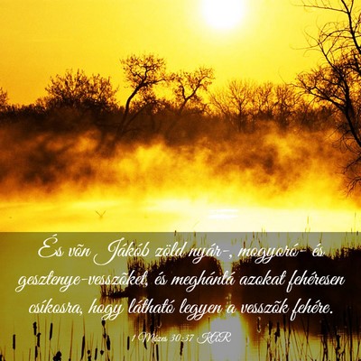 Picture 03 - 1 Mózes 30:37 KAR - És võn Jákób zöld nyár-, mogyoró- és - Bible Verse Picture