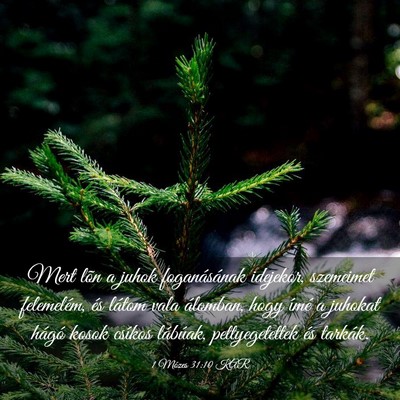 Picture 03 - 1 Mózes 31:10 KAR - Mert lõn a juhok foganásának idejekor, - Bible Verse Picture
