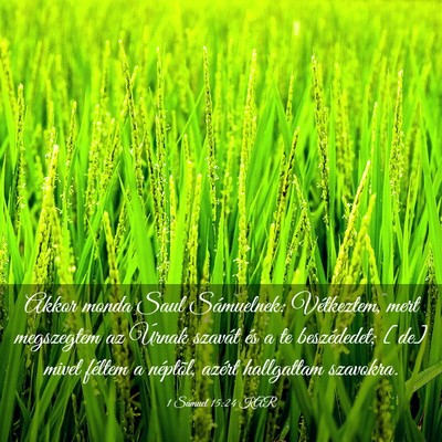 Picture 03 - 1 Sámuel 15:24 KAR - Akkor monda Saul Sámuelnek: Vétkeztem, mert - Bible Verse Picture