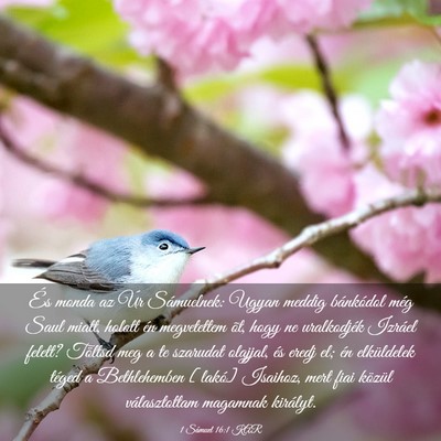 Picture 03 - 1 Sámuel 16:1 KAR - És monda az Úr Sámuelnek: Ugyan meddig - Bible Verse Picture