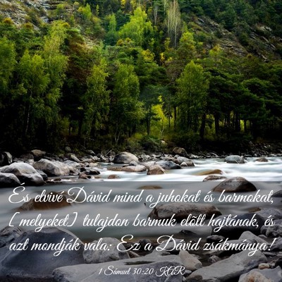 Picture 03 - 1 Sámuel 30:20 KAR - És elvivé Dávid mind a juhokat és barmokat, - Bible Verse Picture