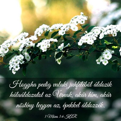 Picture 03 - 3 Mózes 3:6 KAR - Hogyha pedig valaki juhfélébõl áldozik - Bible Verse Picture