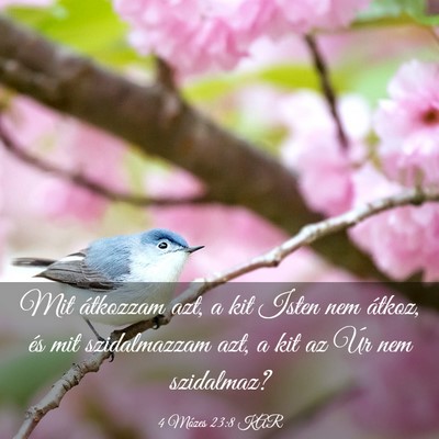 Picture 03 - 4 Mózes 23:8 KAR - Mit átkozzam azt, a kit Isten nem átkoz, és - Bible Verse Picture