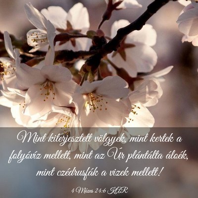 Picture 03 - 4 Mózes 24:6 KAR - Mint kiterjesztett völgyek, mint kertek a - Bible Verse Picture