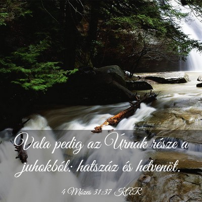 Picture 03 - 4 Mózes 31:37 KAR - Vala pedig az Úrnak része a juhokból: hatszáz - Bible Verse Picture