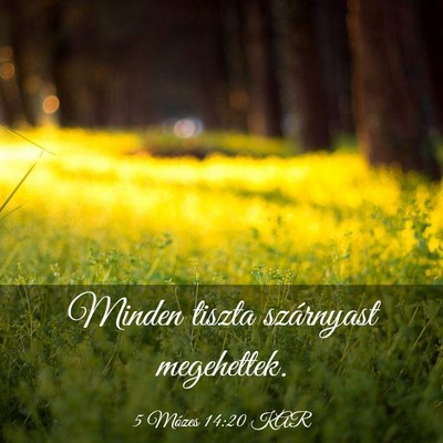 Picture 03 - 5 Mózes 14:20 KAR - Minden tiszta szárnyast - Bible Verse Picture