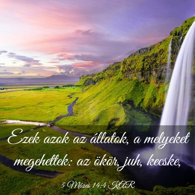 Picture 03 - 5 Mózes 14:4 KAR - Ezek azok az állatok, a melyeket megehettek: az - Bible Verse Picture